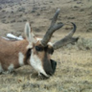 Meet your Posher, Danny